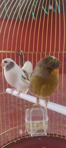 Canari Gloster - 2