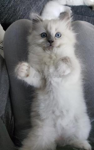 Siamois Ragdoll mignons