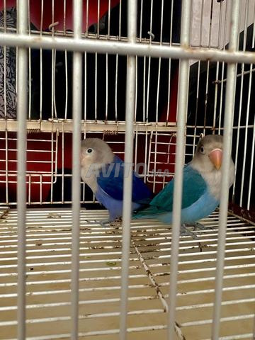 Couple Inséparables Fischer "Eyering Lovebirds" - 2
