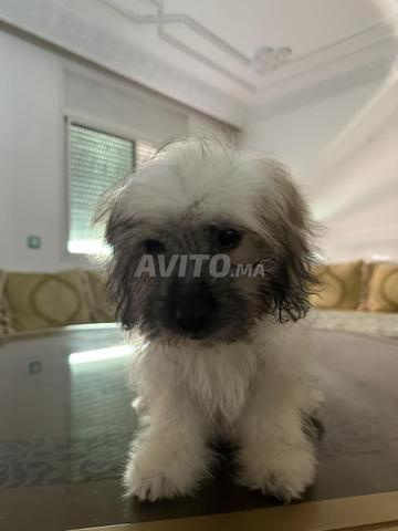 Bichon 4 mois vacciné avec Carnet et accessoires - 2