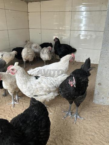 Poulet Australorp pur - 2