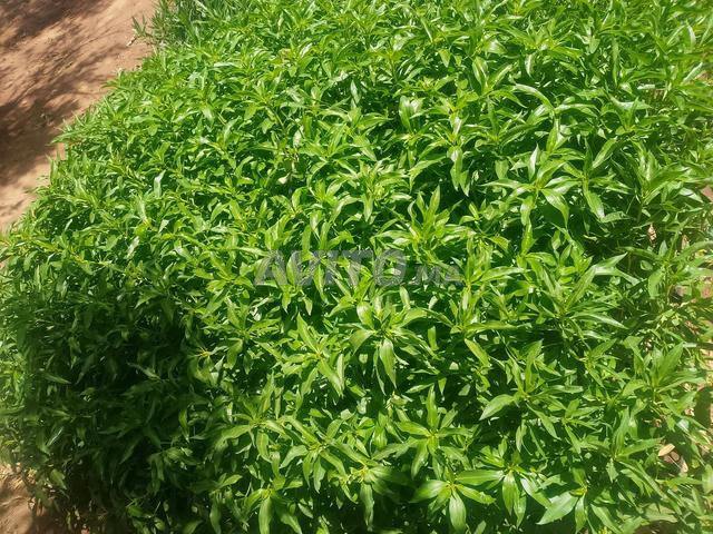 Plants de Yabouroum - 2