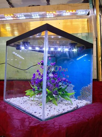 Nouvel aquarium à 450 dh seulement 😲 à 300 dh - 2