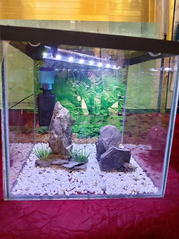 Nouvel aquarium à 450 dh seulement 😲 à 300 dh - 2