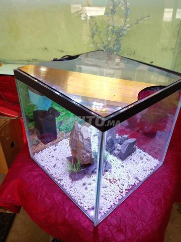 Nouvel aquarium à 450 dh seulement 😲 à 300 dh