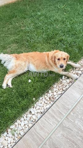 Golden retriever femelle pedigree bien dressée - 2