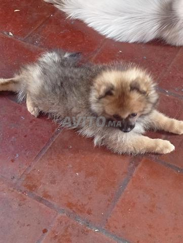 Chiot Spitz nain - 2