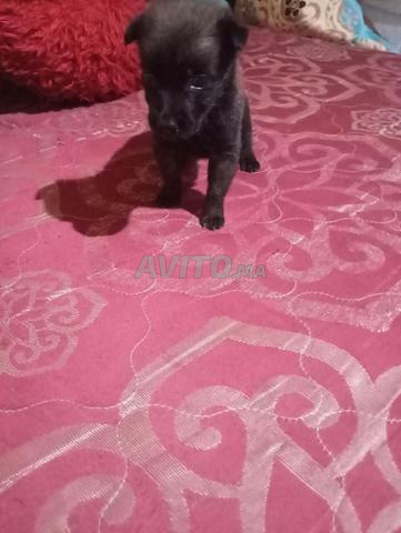 Chien manilwa noir - 2