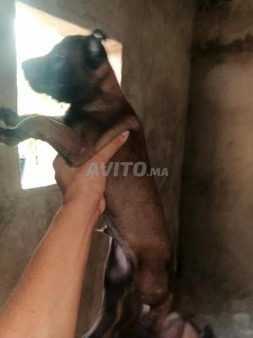 Malinois Charbonné petit à vendre, ses parents sont magnifiques, pour ceux qui le veulent en privé - 2