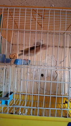 Je vends un chardonneret mâle apprivoisé - 2