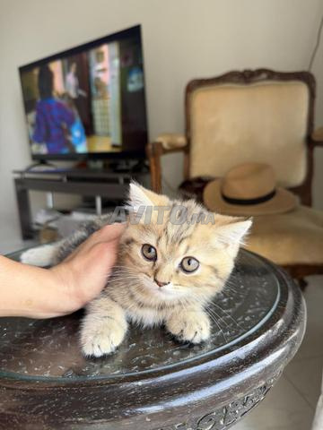 أنثى بريطيش شورت هير مطعمة - 2