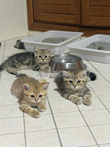 3 أنثى بريتش شورت هير - 2
