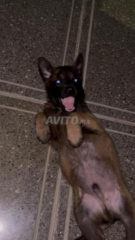 Malinois charbonné - 2