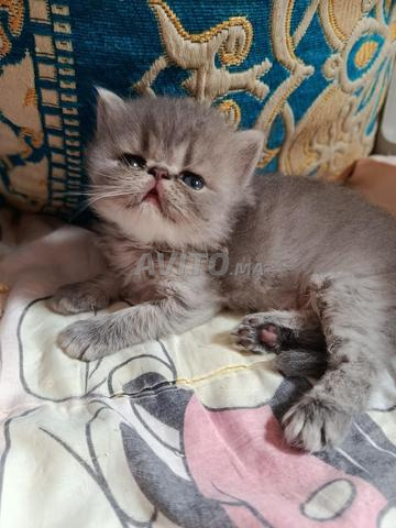 Chaton mâle Persan de pure race - 2