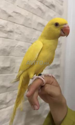 ببغاء مطوق - 2