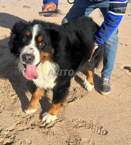 Chiot Bouvier Bernois