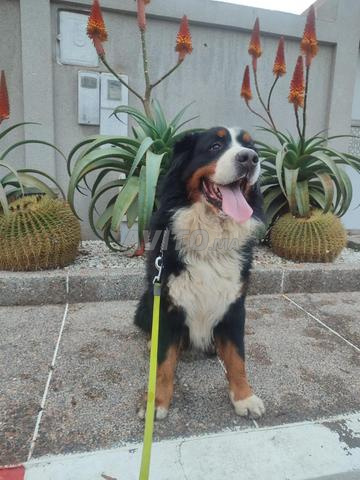 Chiot Bouvier Bernois