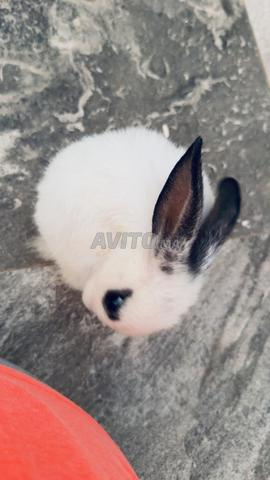 Lapin nain - 2