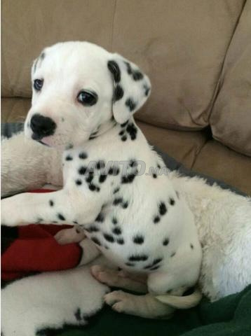 Chiots dalmatiens 45 jours - 2
