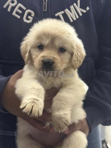 Magnifiques Chiots Golden Retriever Pure Race - 2