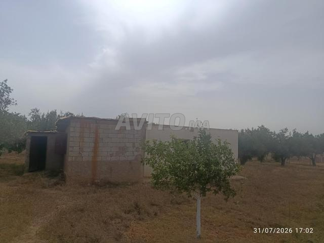 Ferme entièrement titrée 3100 m² Ain Jouhara - 2