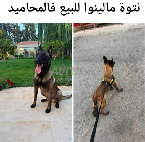 Femelle Malinois