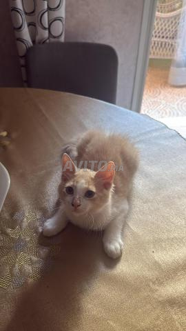 Annonce urgente de deux chatons - 2