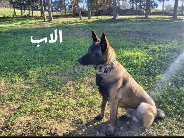 Mâle Malinois Charbonné - 2