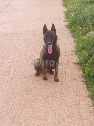 Malinois à vendre à Nador - Dressé - 2