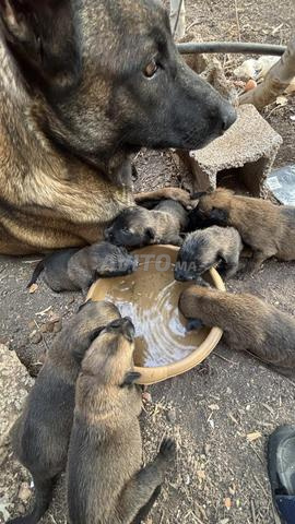 Chiots Malinois charbonnés