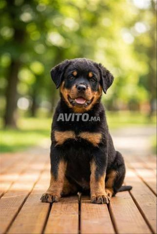 Rottweiler de race 3 mois.