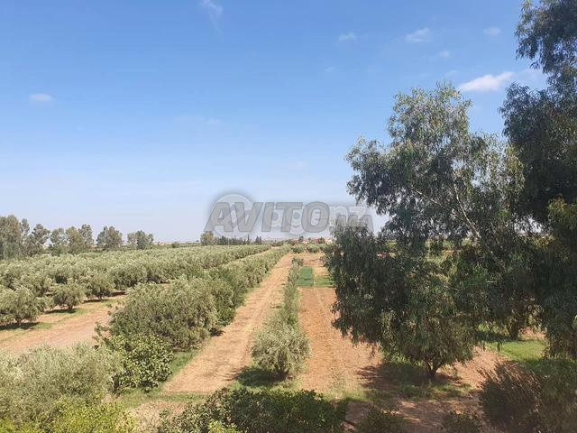 MRK-6HA-46800000 - Terrain à vendre à Route d'...