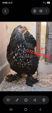 Un coq et trois poules Brahma Sprite argenté - 2
