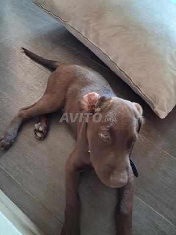 Chocolat labrador chien 2 mois