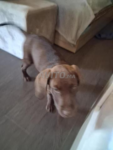 Chocolat labrador chien 2 mois - 2