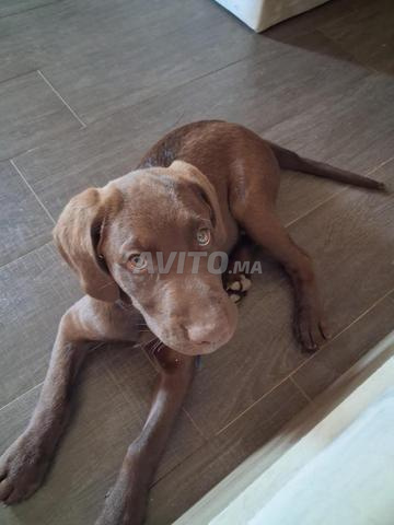 Chiot Labrador couleur chocolat 2 mois