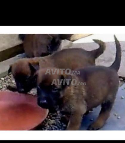Choix chiot malinois charbonné