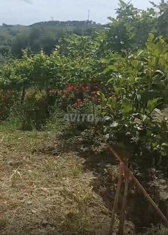 Commune Ain Lahssan, environs de Tétouan, à 8 km de Tétouan - 2