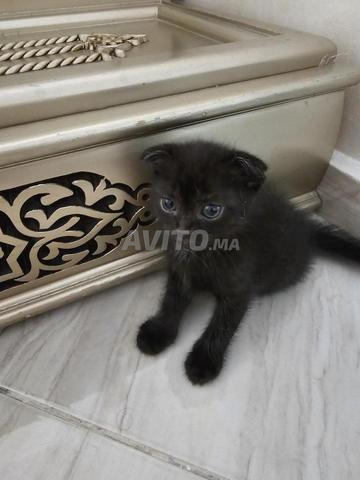 🐱 À vendre – Adorables chatons Scottish Fold 🐾 - 2