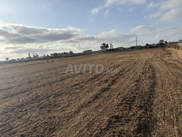 أرض فلاحية بالجديدة - 2