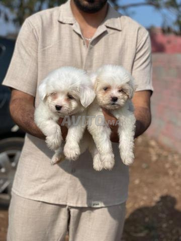 Magnifiques Chiots Bichon Maltais - 2
