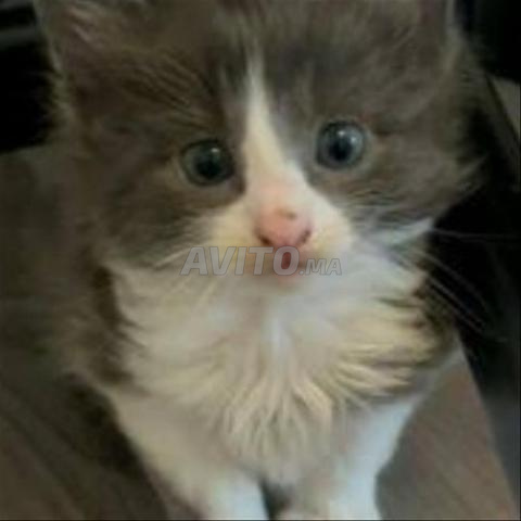 Bébé chatte grisante 1 mois 18 j - 2