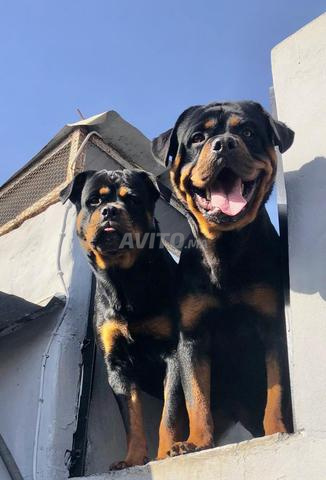 Femelle rottweiler 2 mois pure race - 2