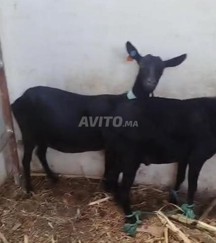 4 Morciano à vendre - 2