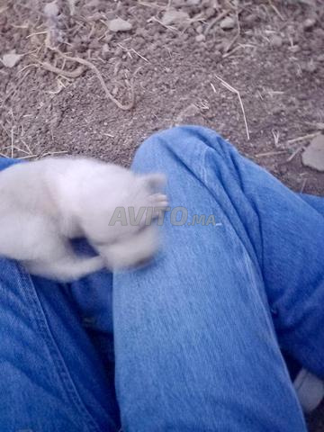 Chiots à adopter DISPONIBLES LE 01/09 - 2