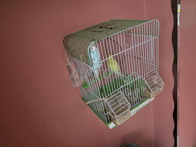 Deux perruches mâle et femelle avec cage et tout - 2