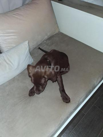 Labrador chocolat 2 mois