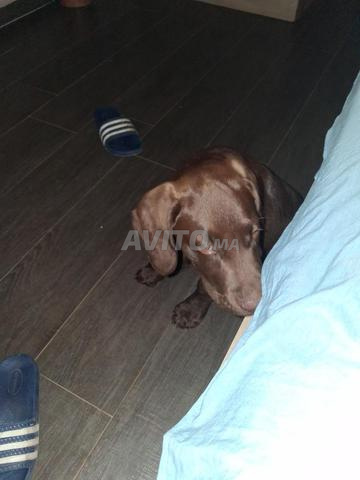 Labrador couleur chocolat 2 mois