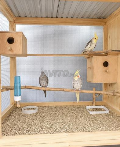 طيور الكوكتيل 🦜 | طيور الكوكتيل 🦜 - 2