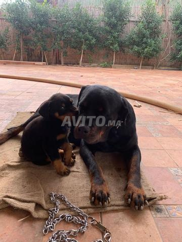 Chiots Rottweiler - 2